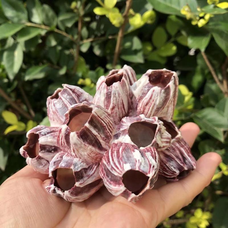 Aquarium Marine Rock - Natural Purple Sea Lotus Cave, Horse's