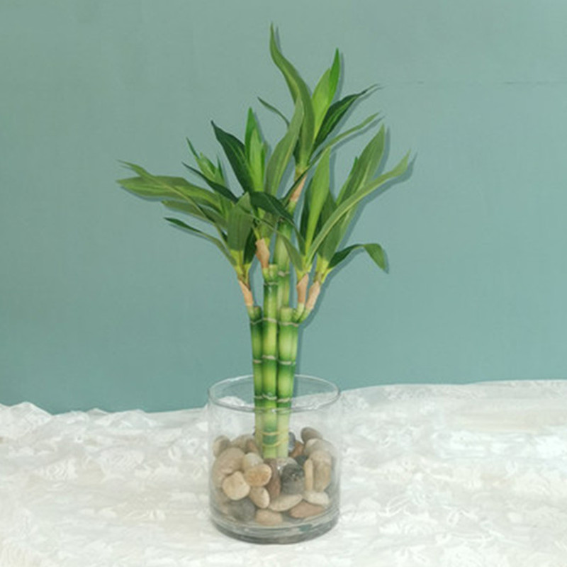 New 40cm rFtificial Lucky Bamb - Aquarium Marine Plants 评论和价格