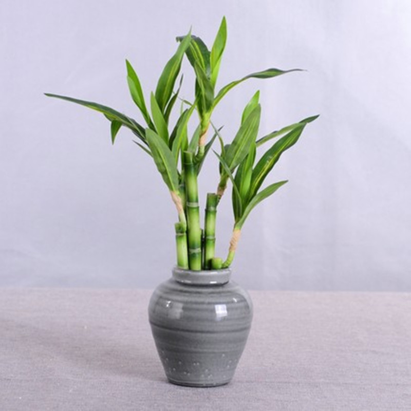 New 40cm rFtificial Lucky Bamb - Aquarium Marine Plants 评论和价格