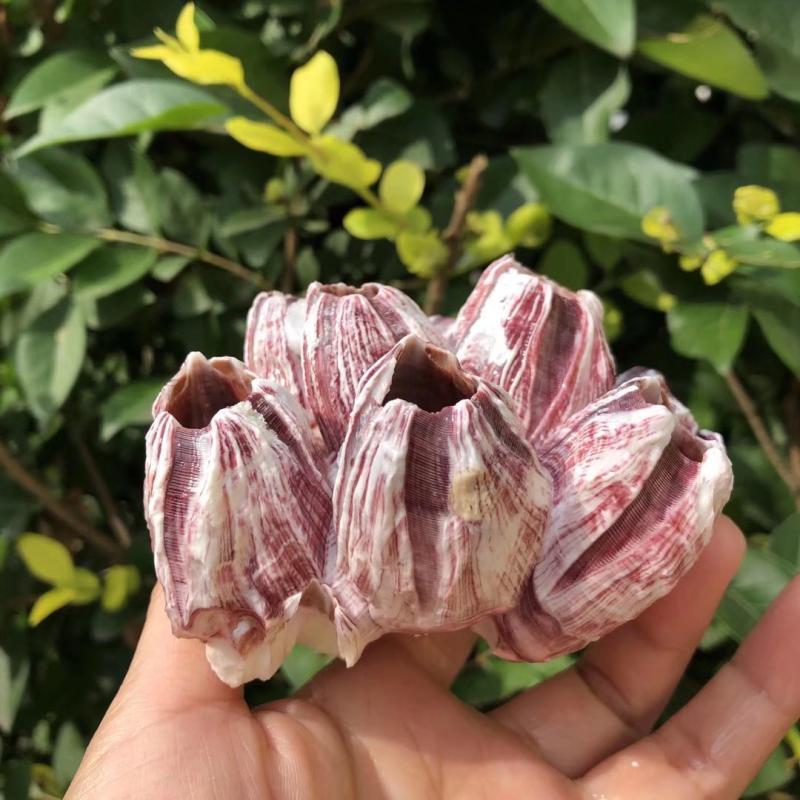Natural Purple Sea Lotus Cave, - Aquarium Marine Rock 评论和价格