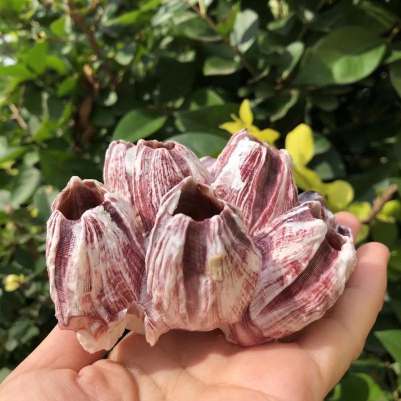 Natural Purple Sea Lotus Cave, - Aquarium Marine Rock 评论和价格
