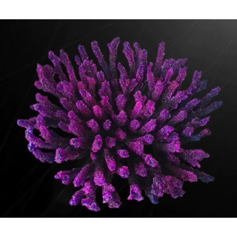 Artificial Resin Coral Reef Aq - Aquarium Marine Rock 评论和价格