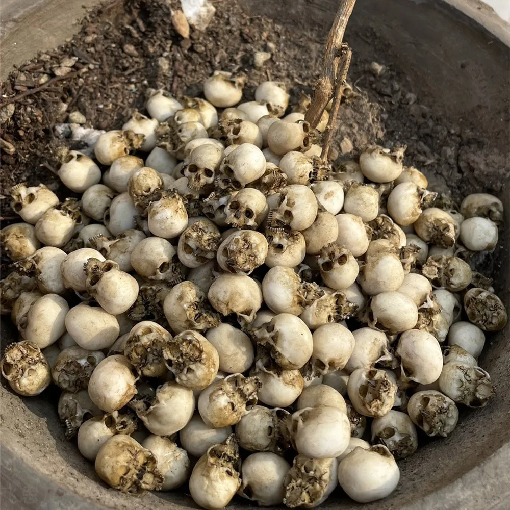 Mini Skull High Quality Miniat - Aquarium Marine Plants 评论和价格
