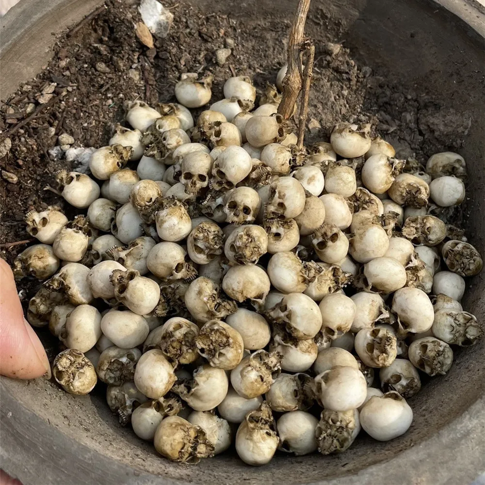 Mini Skull High Quality Miniat - Aquarium Marine Plants 评论和价格