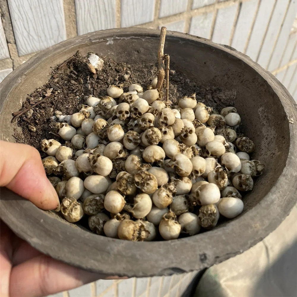 Mini Skull High Quality Miniat - Aquarium Marine Plants 评论和价格