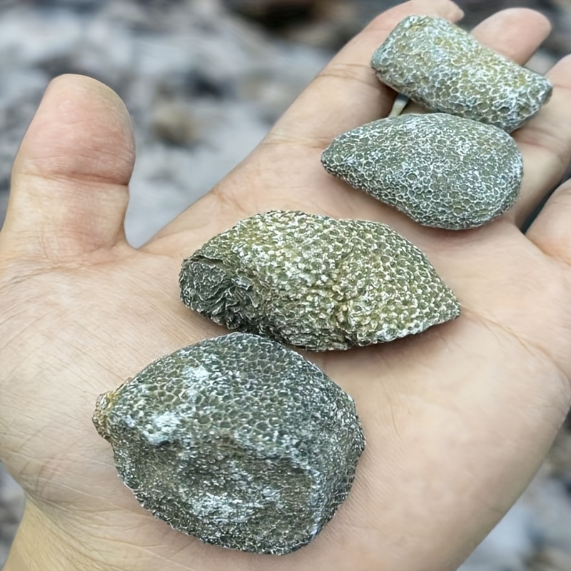 1pc Natural Coral Rock Suitabl - Aquarium Marine Rock 评论和价格