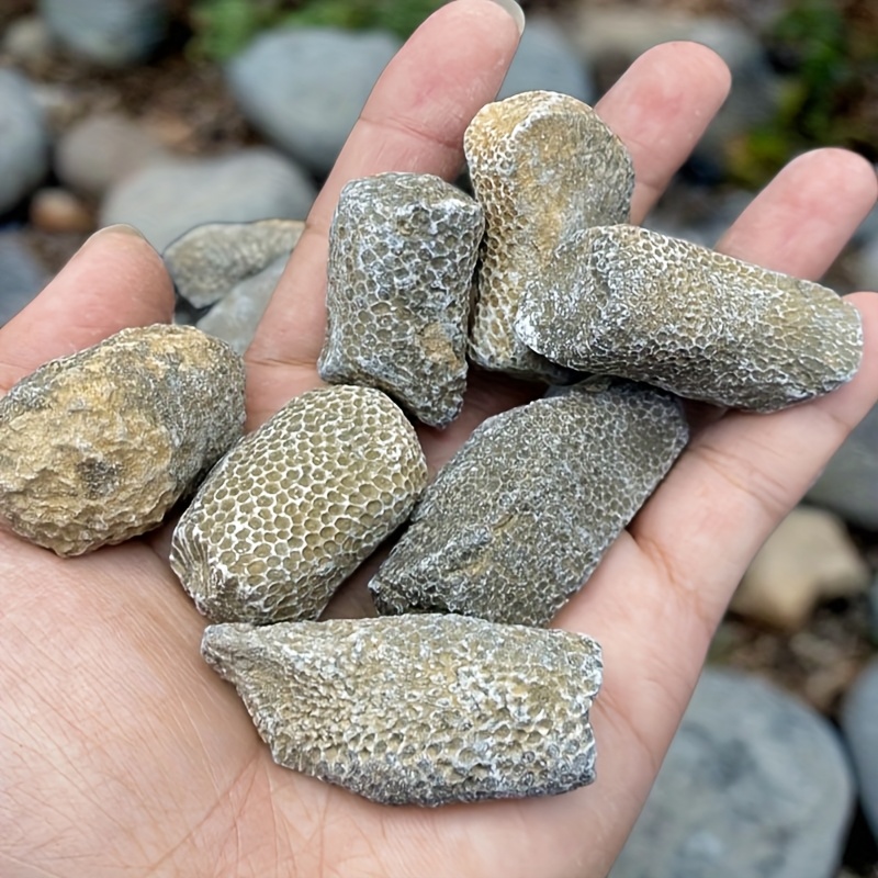 1pc Natural Coral Rock Suitabl - Aquarium Marine Rock 评论和价格